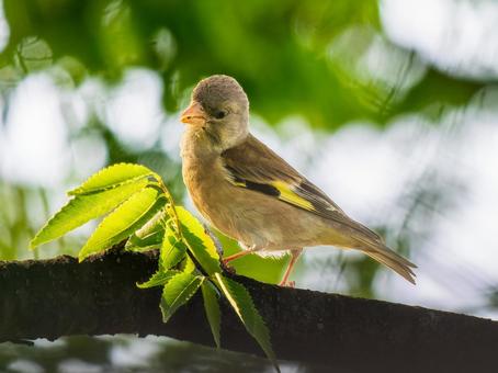 枝にとまるカワラヒワ 枝にとまるカワラヒワ カワラヒワ,野鳥,鳥の写真素材