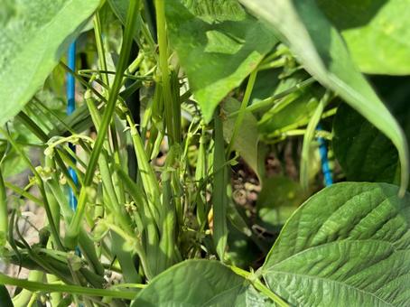 Photo, kidney beans, vegetables, farming, 