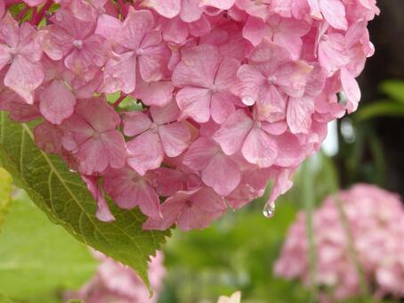 紫陽花と水滴 紫陽花と水滴 紫陽花,雨,梅雨の写真素材
