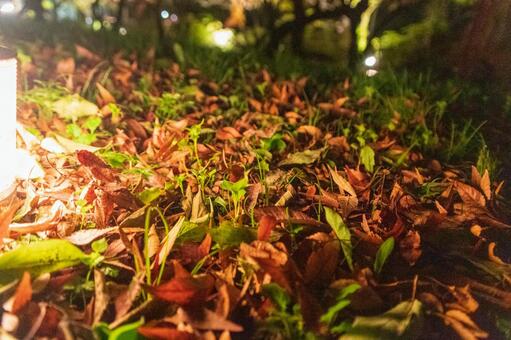 秋の森 地面1 秋の森 地面1の写真