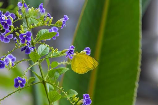 デュランタの花にとまるキタキチョウ デュランタの花にとまるキタキチョウの写真