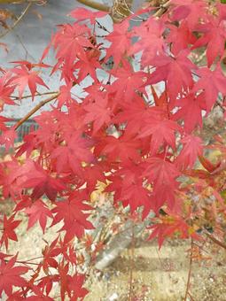 紅葉1 紅葉1の写真