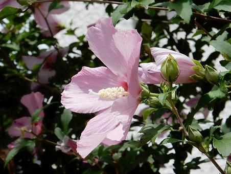 [Flower photo] Rose of Sharon, JPG