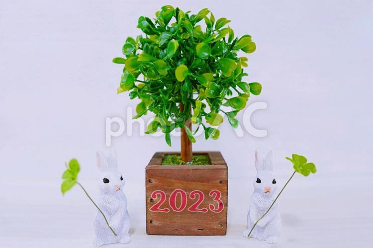 2023年、四つ葉のクローバーとウサギ２ うさぎ,ウサギ,卯の写真素材