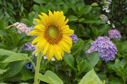 ひまわりとあじさい ひまわりとあじさいの写真