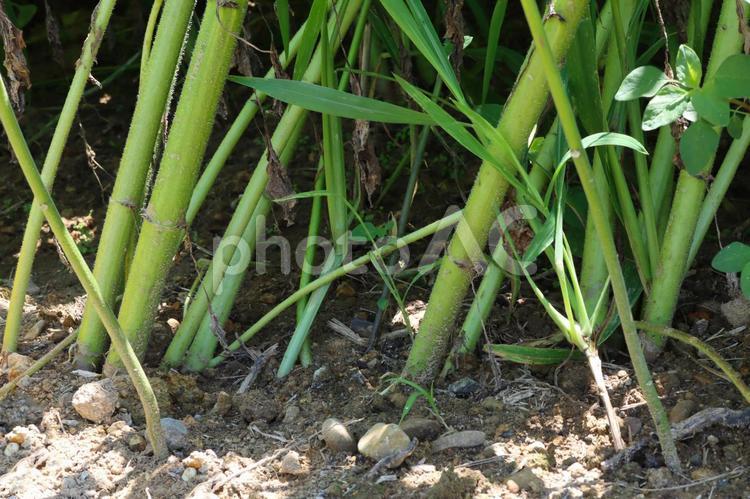 ひまわりの茎と根元の画像 ひまわり,茎,根の写真素材