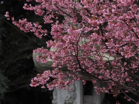 桜の花 桜の花の写真