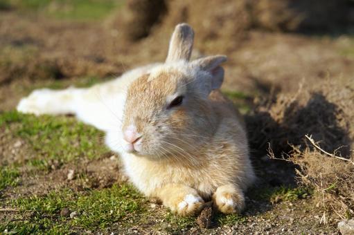 広島県大久野島で眠るウサギ3 うさぎ,睡眠,寝るの写真素材