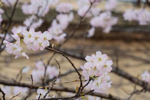 桜の花 桜,花,春の写真素材