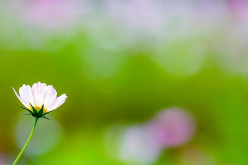 A single cosmos flower and a green background, JPG