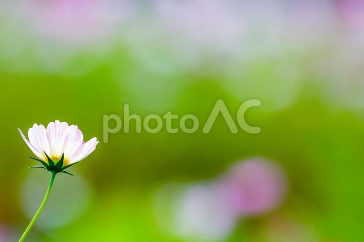 一輪のコスモスと緑の背景 コスモス,秋桜,花の写真素材