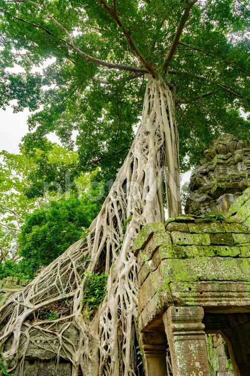 タプローム遺跡のガジュマル タプローム,タ・プローム,カンボジアの写真素材