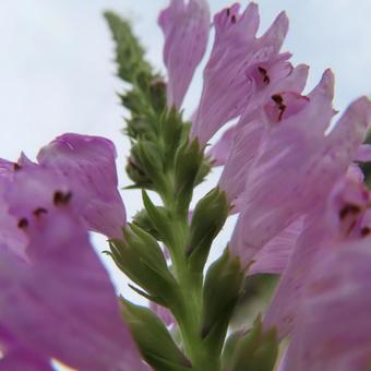 ハナトラノオ(花虎の尾) ハナトラノオ(花虎の尾)の写真