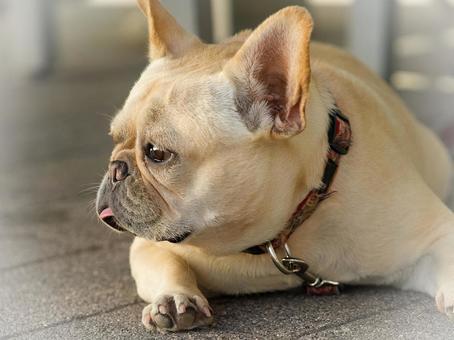 夏バテ気味のフレンチブルドッグ 夏バテ気味のフレンチブルドッグ 犬,フレンチブルドッグ,フレブルの写真素材