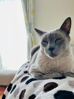 眠い猫 眠い猫 猫,ネコ,ねこの写真素材