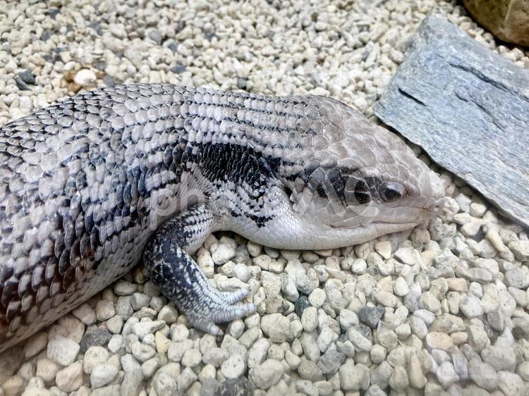 ヒガシアオジタトカゲ ヒガシアオジタトカゲ,アオジタトカゲ,上野動物園の写真素材