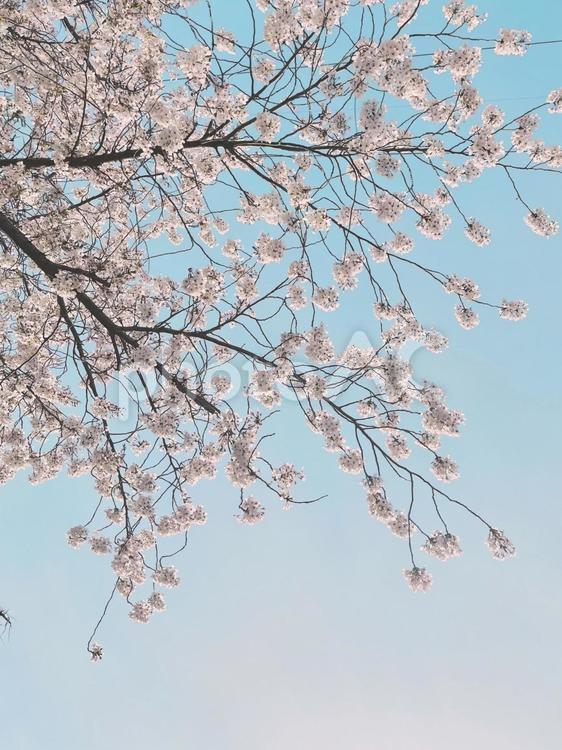 美しい桜の花、青空と春の訪れ 桜,花,植物の写真素材