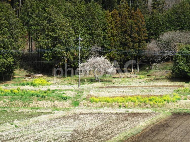 畑 畑,春,四月の写真素材