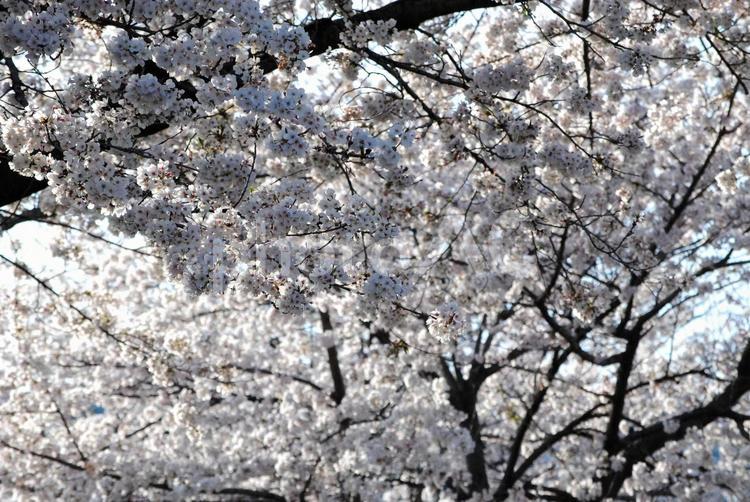 桜　花見5 桜,花見,ソメイヨシノの写真素材