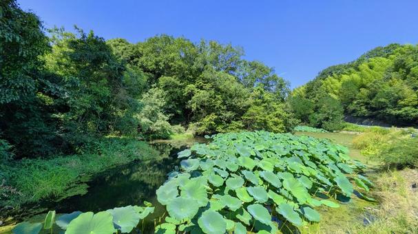 夏の日の光、ハス池の清々しい眺め 夏の日の光、ハス池の清々しい眺め ハス,池,空の写真素材