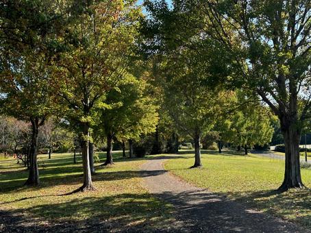 秋の散歩道 散歩道,公園,11月の写真素材