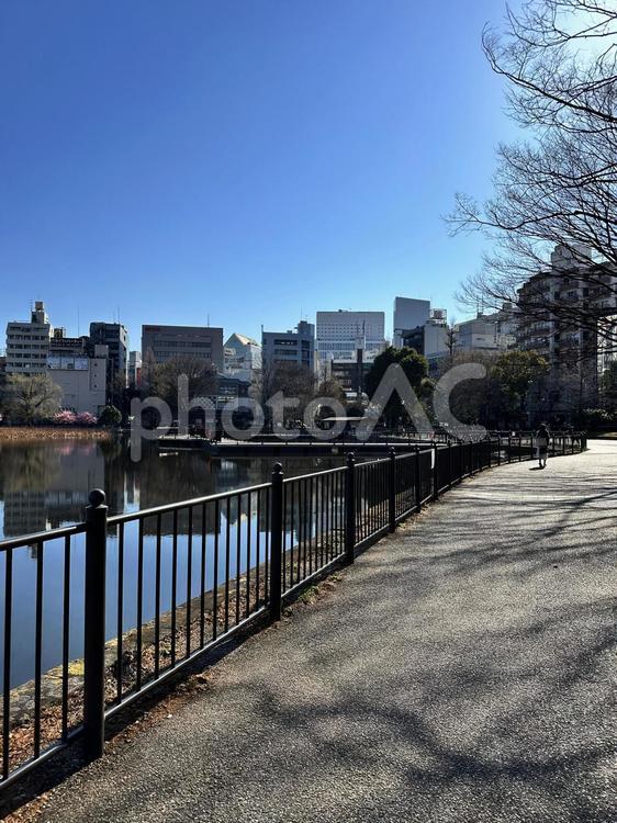 上野公園　不忍池　台東区上野　池　冬 上野公園,不忍池,台東区上野の写真素材