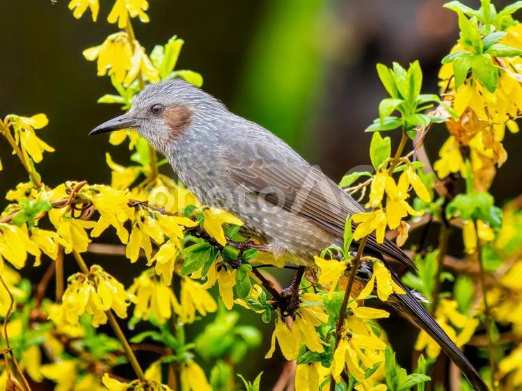 枝にとまるヒヨドリ ヒヨドリ,野鳥,鳥の写真素材