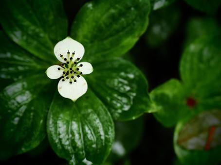 Wildflower: Gozentachibana, JPG