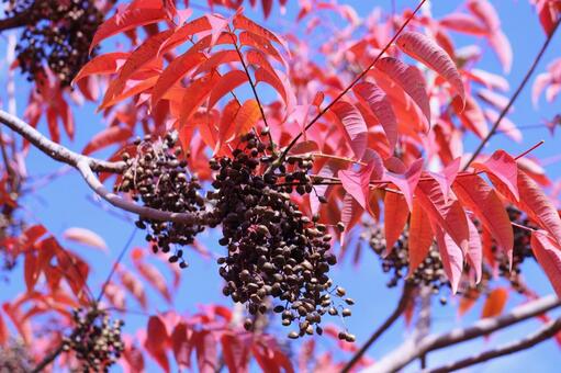 紅葉したハゼノキとその実　２ ハゼノキ,ハゼの木,紅葉の写真素材