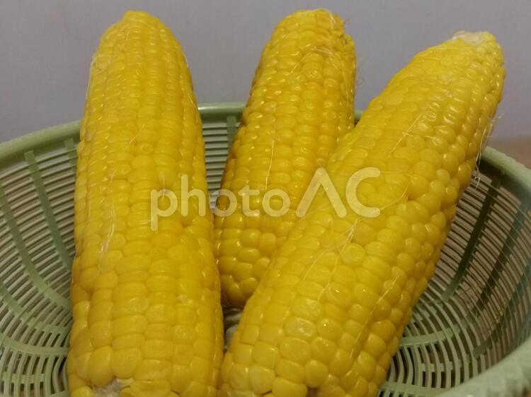 とうもろこし　２ とうもろこし,トウモロコシ,夏の写真素材
