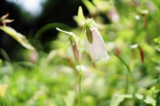 Bellflower, JPG