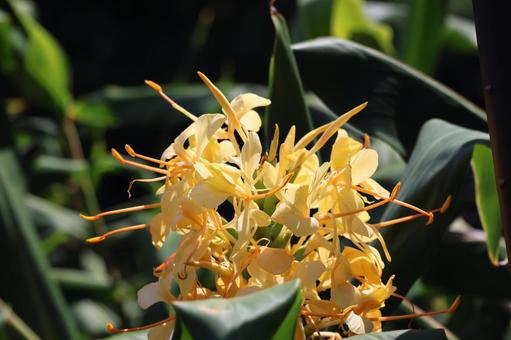 オレンジ色の花びらのヘディキウムの花の写真