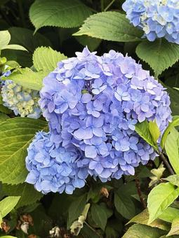 紫陽花 紫陽花の写真