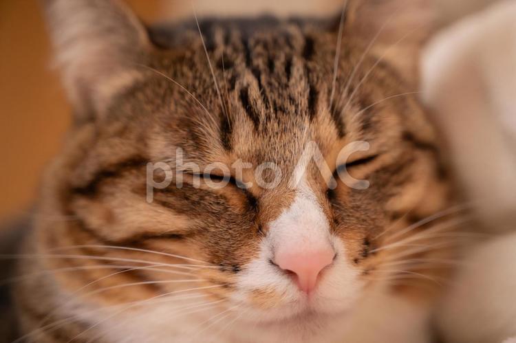 猫　昼寝５ 猫,昼寝,ネコの写真素材