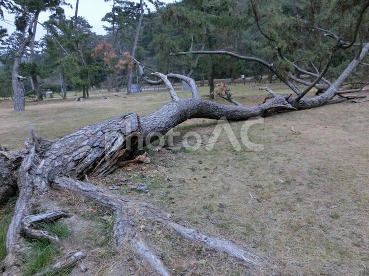 変形した松の木 木,森林の写真素材