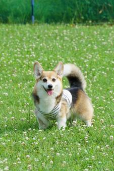 Corgi at the dog run, JPG