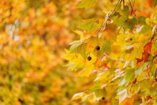 スズカケの実 紅葉,プラタナス,モミジバスズカケノキの写真素材
