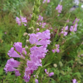 ハナトラノオ(花虎の尾) ハナトラノオ(花虎の尾)の写真