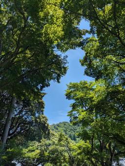 青空 青空 青空,空,木の写真素材