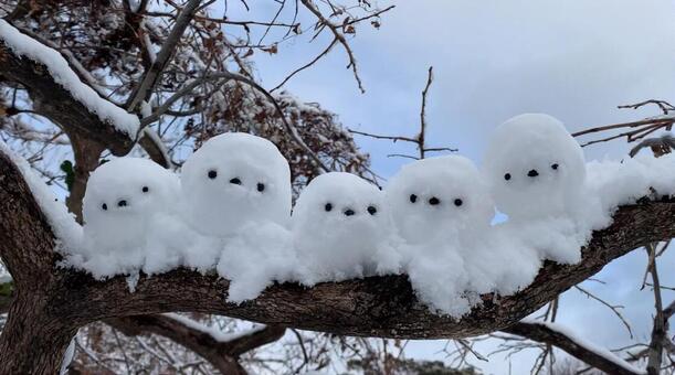 雪の小鳥 雪だるま,雪,鳥の写真素材