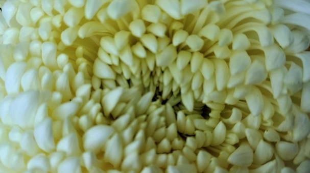 Chrysanthemum 010 that colors late autumn, JPG Chrysanthemum 010 that colors late autumn, chrysanthemum, gardening, appreciation, JPG