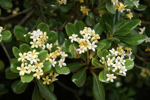 Photo, blooming landscape, circadian inflorescence, spatula shape, 