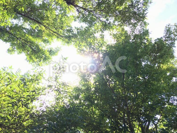 木漏れ日 木漏れ日,森林,葉の写真素材