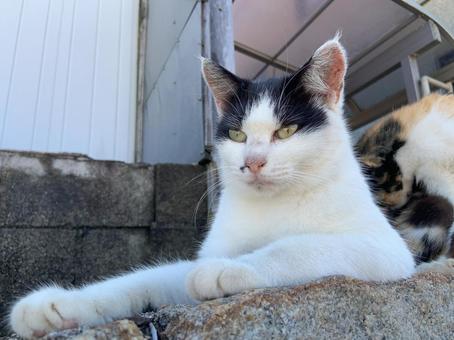 凛々しいネコ 凛々しいネコ ネコ,動物,生き物の写真素材