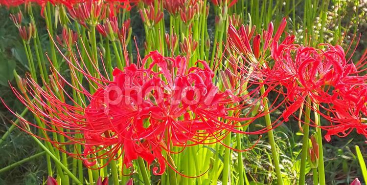 琵琶湖畔の桂浜園地に咲く深紅の彼岸花 植物,自然,庭園の写真素材