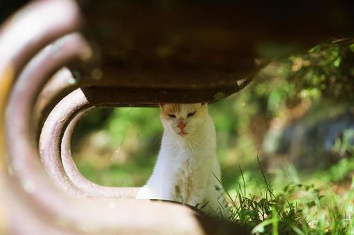 A cat sheltering from the heat under a park bench, JPG A cat sheltering from the heat under a park bench, JPG