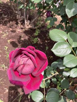 バラ、ブルームーン バラ,薔薇,ローズガーデンの写真素材