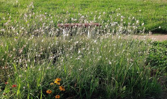 広場の草花001 広場の草花001 佐倉ふるさと広場,晴れ,風景の写真素材