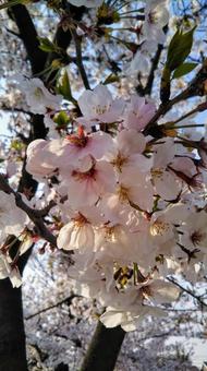 桜 桜の写真