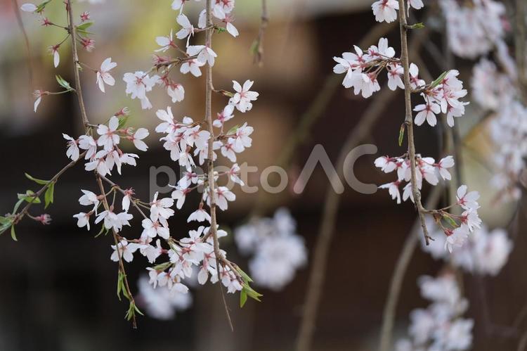 枝垂れ桜 桜,さくら,サクラの写真素材